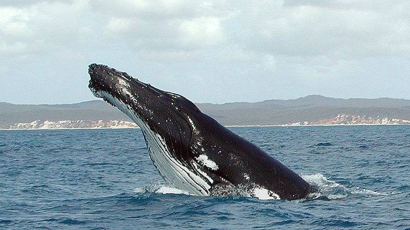 New Zealand’s most immersive whale watching experience!